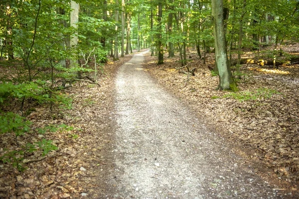 Forest pathway — Stock Photo, Image