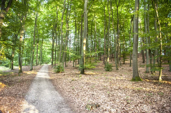 Percorso forestale — Foto Stock