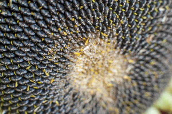 Close-up of a mature sunflower — Stock Photo, Image