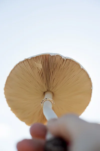 Toxic mushrooms — Stock Photo, Image