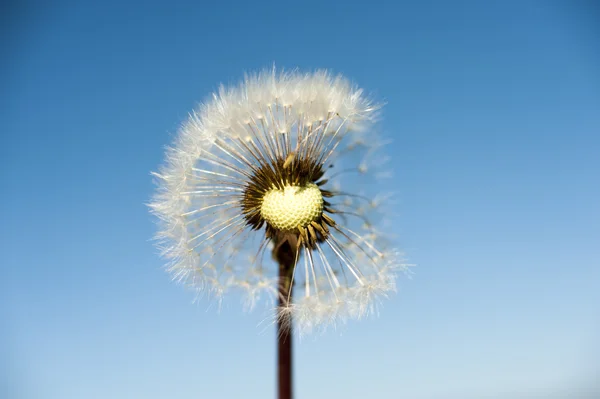 Wild flower - dandelion ( blowball ) — Stock Photo, Image