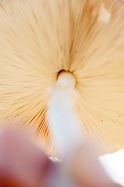 Toxic mushrooms — Stock Photo, Image