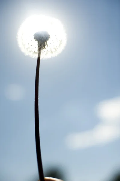 Flor selvagem - dente de leão (bola de sopro  ) — Fotografia de Stock