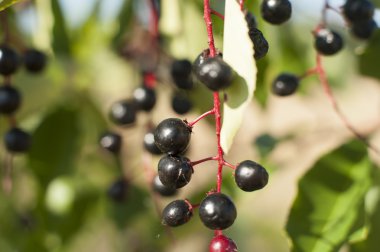Aronia meyve