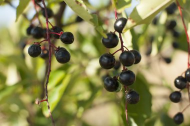 Aronia meyve