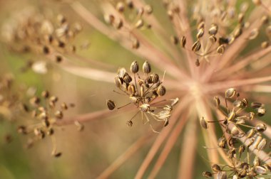 baharatlar ve otlar yakın çekim