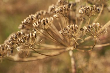 baharatlar ve otlar yakın çekim