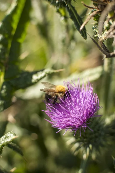 Wild flowers — Stock Photo, Image