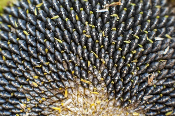Primo piano di un girasole maturo — Foto Stock