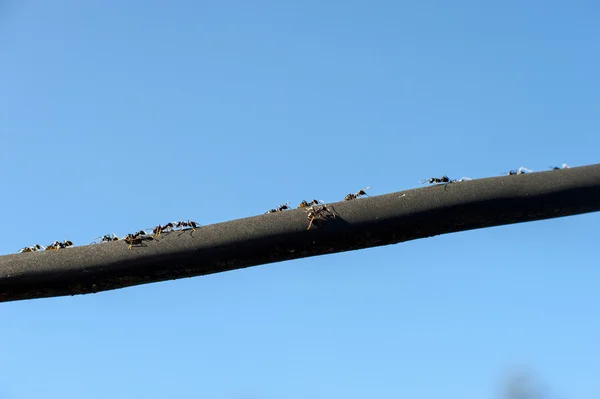 Ameisen marschieren zu den schwarzen Linien — Stockfoto