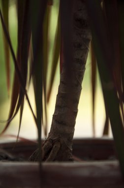 küçük palmiye ağacı