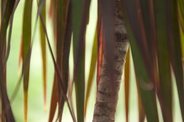 küçük palmiye ağacı