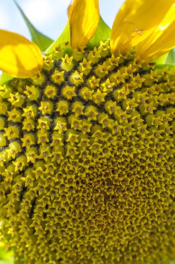 çiçekli ayçiçeği