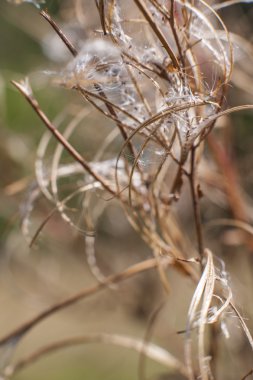 baharatlar ve otlar yakın çekim