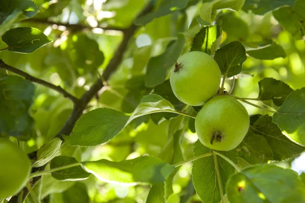 Ripened green apple — Stock Photo, Image