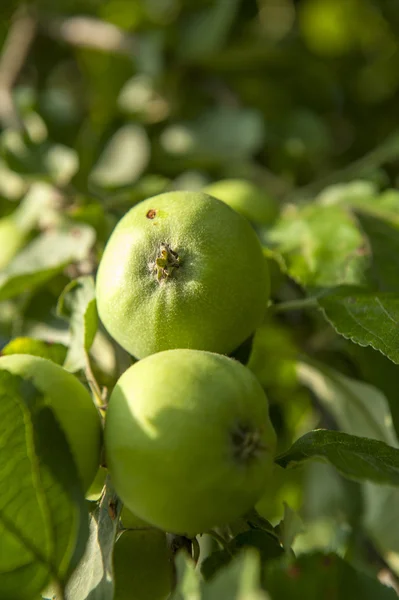 Érlelt zöld alma — Stock Fotó