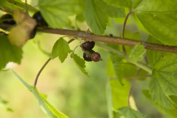 Black currant fruit — Stock Photo, Image