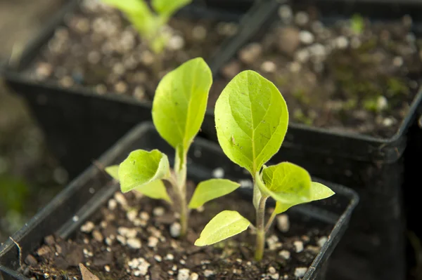 Tomatenplant — Stockfoto