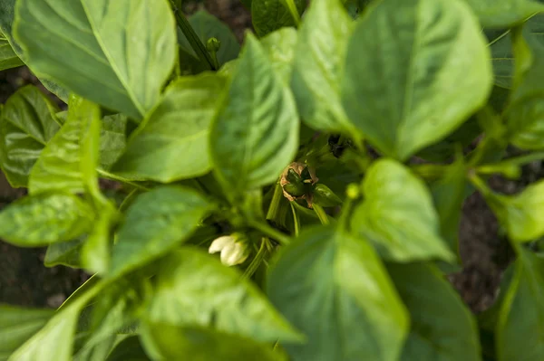 緑コショウの植物 — ストック写真