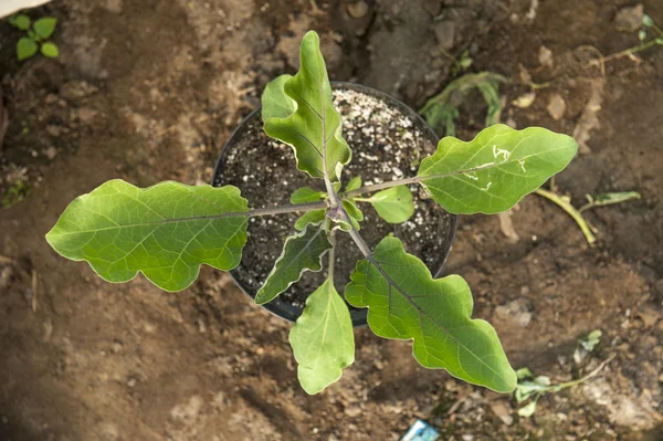 Plant aubergine — Stockfoto