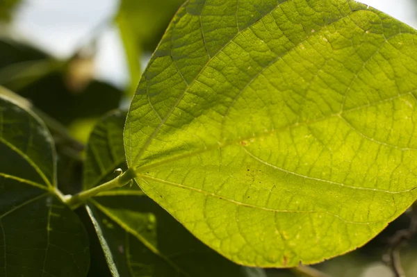 Folhas de feijão verde close-up — Fotografia de Stock