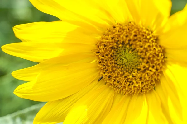 Blühende Sonnenblume — Stockfoto