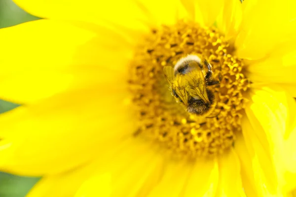 Blommande solrosor — Stockfoto