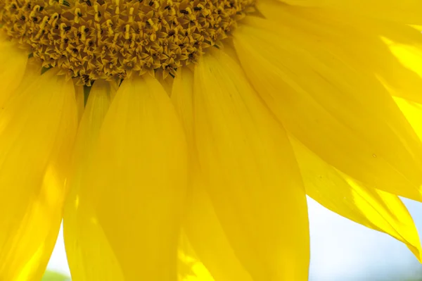Flowering sunflower — Stock Photo, Image