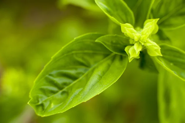 Rempah-rempah dan herbal close-up — Stok Foto