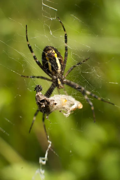 Павук на атаку комах — стокове фото