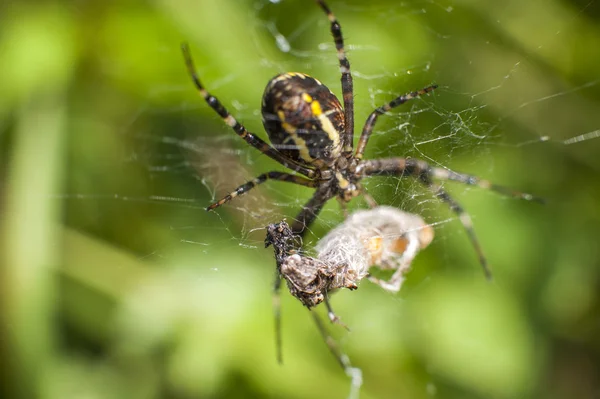 Araignée sur l'attaque d'insectes — Photo