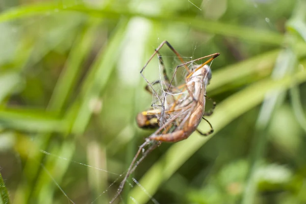 Araignée sur l'attaque d'insectes — Photo