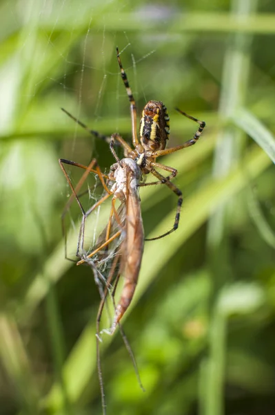 Araignée sur l'attaque d'insectes — Photo