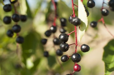 Aronia meyve