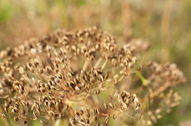 baharatlar ve otlar yakın çekim
