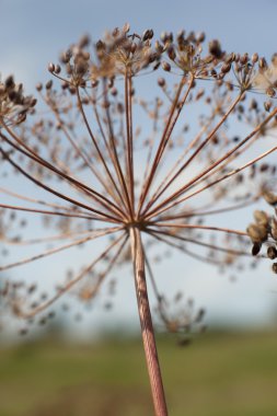 baharatlar ve otlar yakın çekim