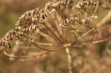 baharatlar ve otlar yakın çekim