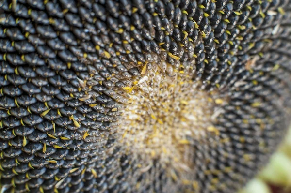 Close-up of a mature sunflower — Stock Photo, Image