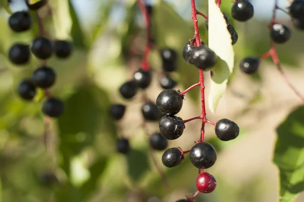 Aronia owoce — Zdjęcie stockowe