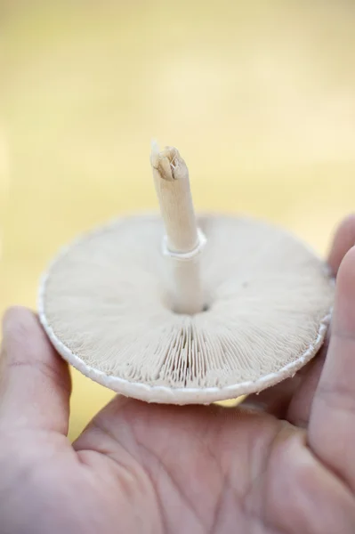 Giftige paddestoelen — Stockfoto