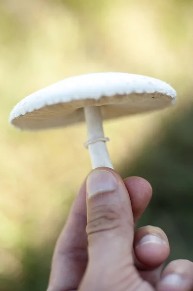 Giftige paddestoelen — Stockfoto