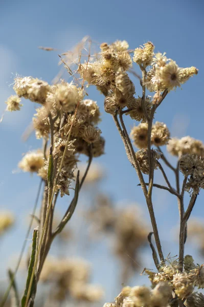 Wildblumen — Stockfoto