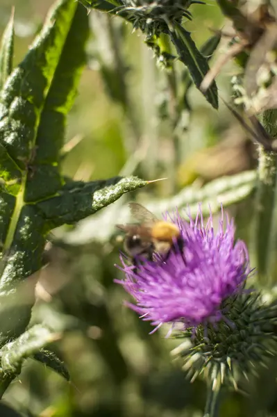 Wilde bloemen — Stockfoto