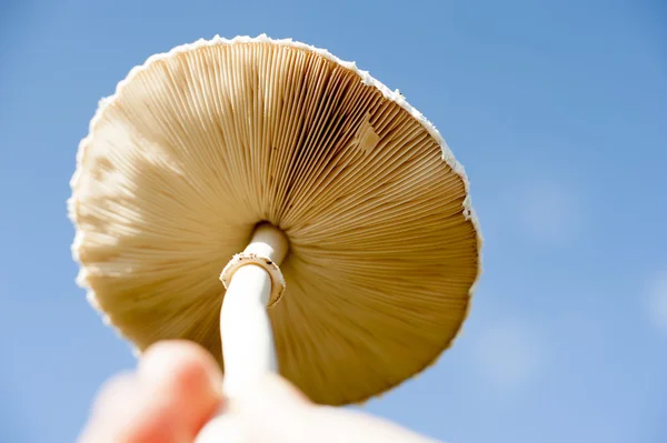 Toxic mushrooms — Stock Photo, Image