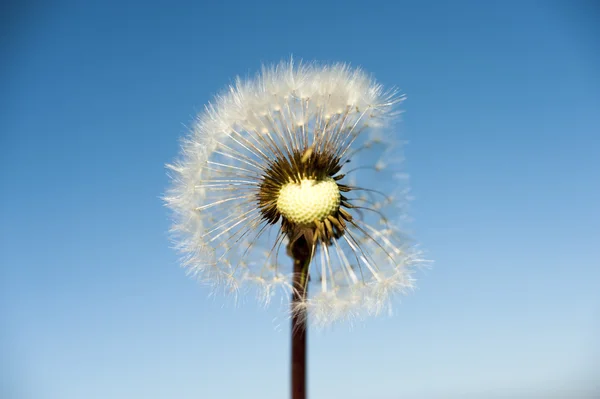 Vilda blommor — Stockfoto