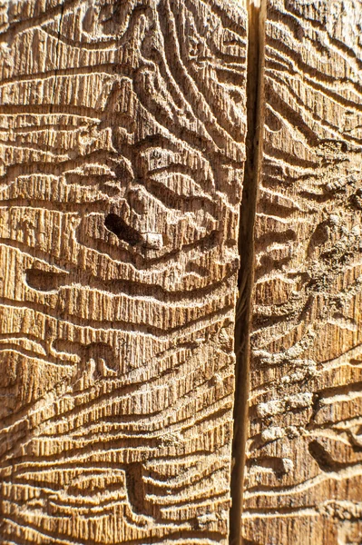 Couloirs écorce de scarabée en bois mort — Photo