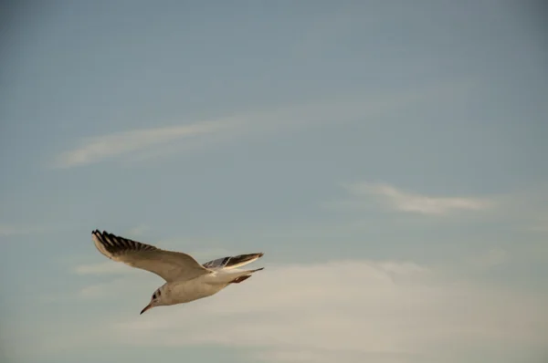 Seagull flying — Stock Photo, Image