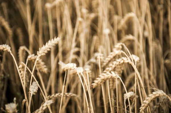 Урожай зерна осенью — стоковое фото