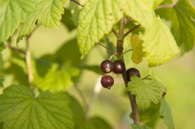 Siyah frenk üzümü meyve