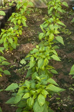 yeşil biber bitkiler